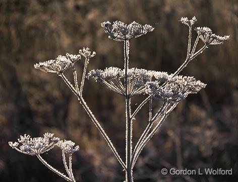 Frosty Dead Wildflower_00976.jpg - Photographed near Merrickville, Ontario, Canada.